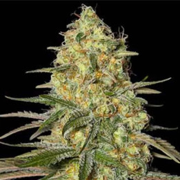  Black Dream Feminizada 【Eva Seeds】