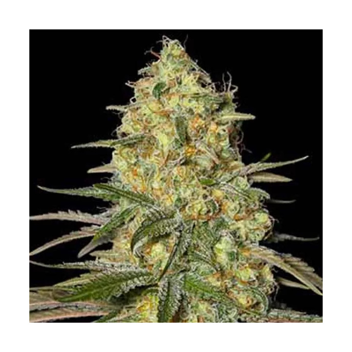  Black Dream Feminizada 【Eva Seeds】