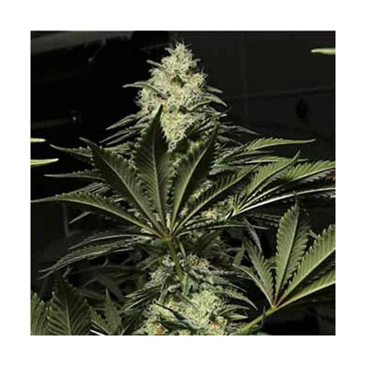  Black Dream Feminizada 【Eva Seeds】