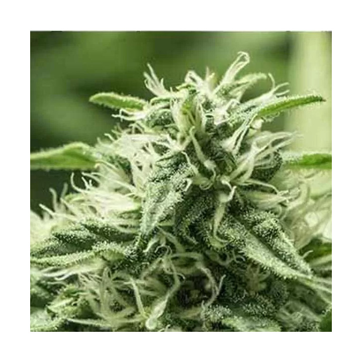  Black Dream Feminizada 【Eva Seeds】