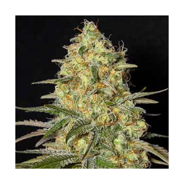  Black Dream Feminizada 【Eva Seeds】