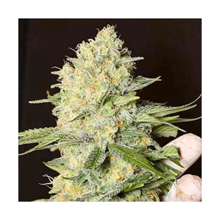  Black Dream Feminizada 【Eva Seeds】