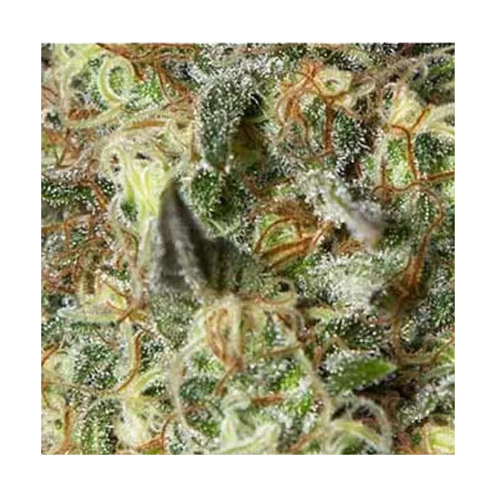  Black Dream Feminizada 【Eva Seeds】