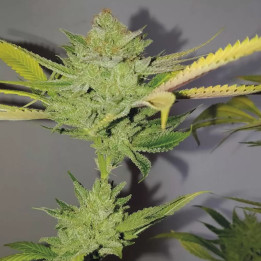  Dr. Lemon OG Feminizada 【Exclusive Seeds】