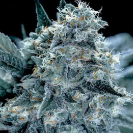  Blubonik Feminizada 【Genehtik Seeds】
