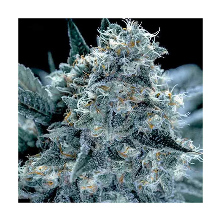 Blubonik Feminizada Genehtik Seeds