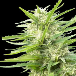  Kritikal Bilbo x AK-47 Feminizada 【Genehtik Seeds】
