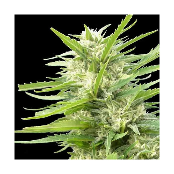 Kritikal Bilbo x AK-47 Feminizada 【Genehtik Seeds】