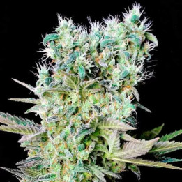  Northern Lights X Feminizada 【Genehtik Seeds】
