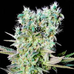 NORTHERN LIGHTS X