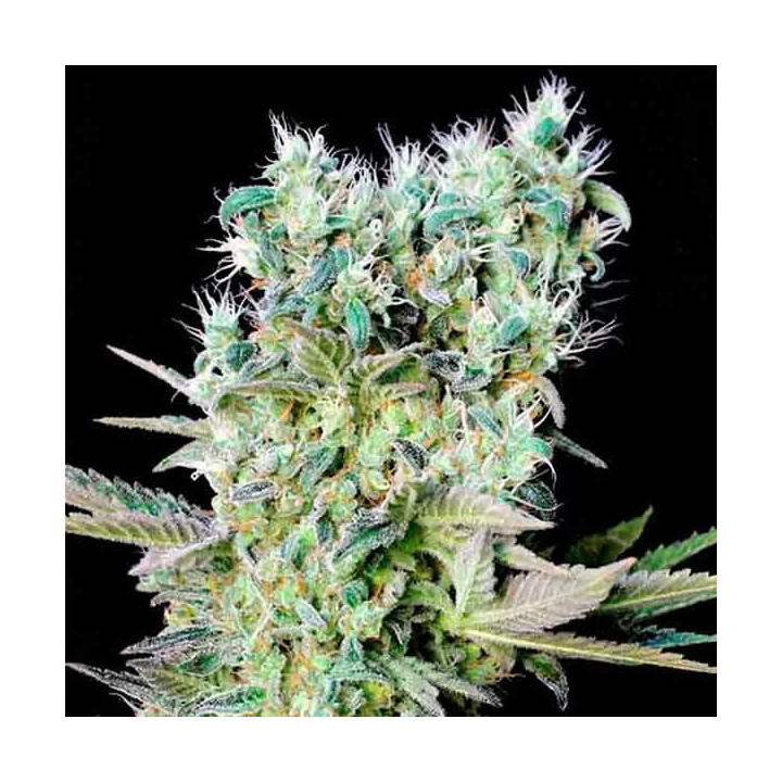  Northern Lights X Feminizada 【Genehtik Seeds】