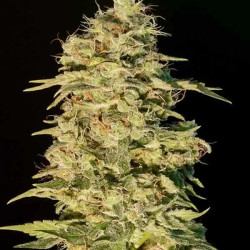 OG Lemon Bilbo
