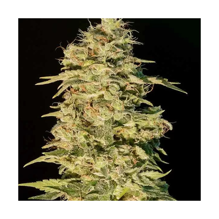 OG Lemon Bilbo Feminizada Genehtik Seeds