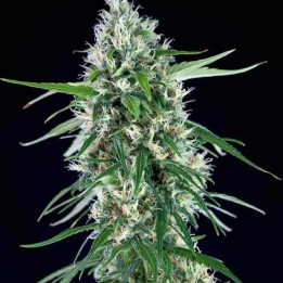  Super Silver Bilbo Feminizada 【Genehtik Seeds】