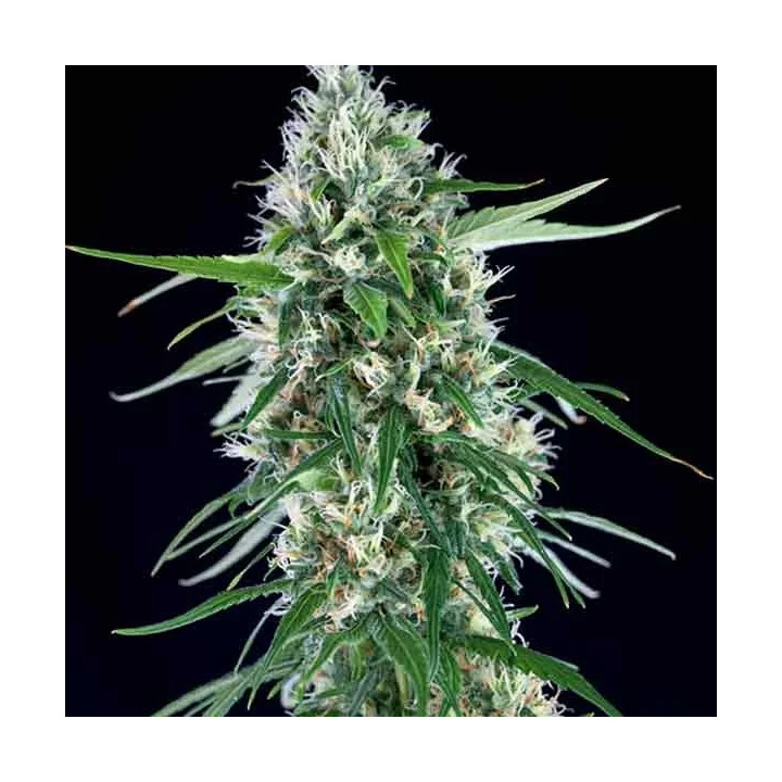 Super Silver Bilbo Feminizada Genehtik Seeds