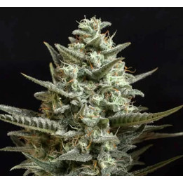  Sweet Bilbo Feminizada 【Genehtik Seeds】