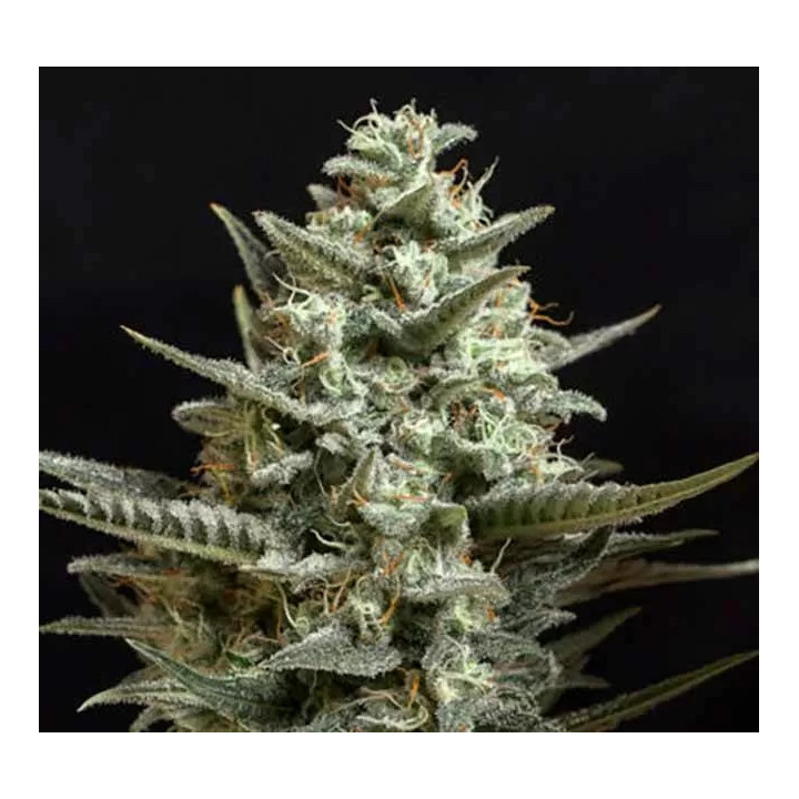 Sweet Bilbo Feminizada Genehtik Seeds