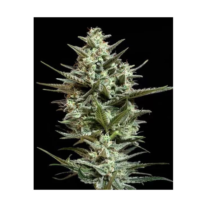 Sweet Bilbo Feminizada Genehtik Seeds