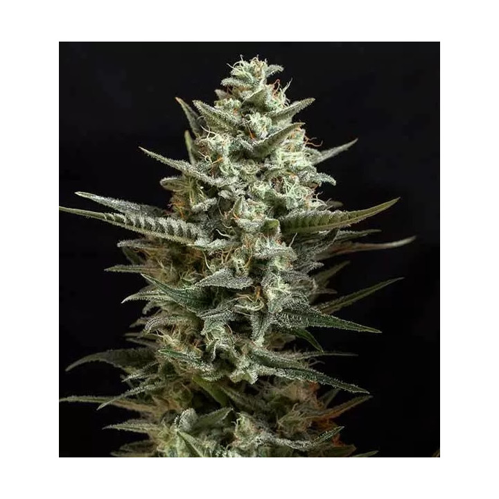 Sweet Bilbo Feminizada Genehtik Seeds
