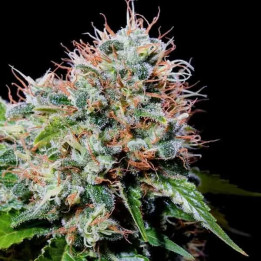  Zuri Widow Feminizada 【Genehtik Seeds】