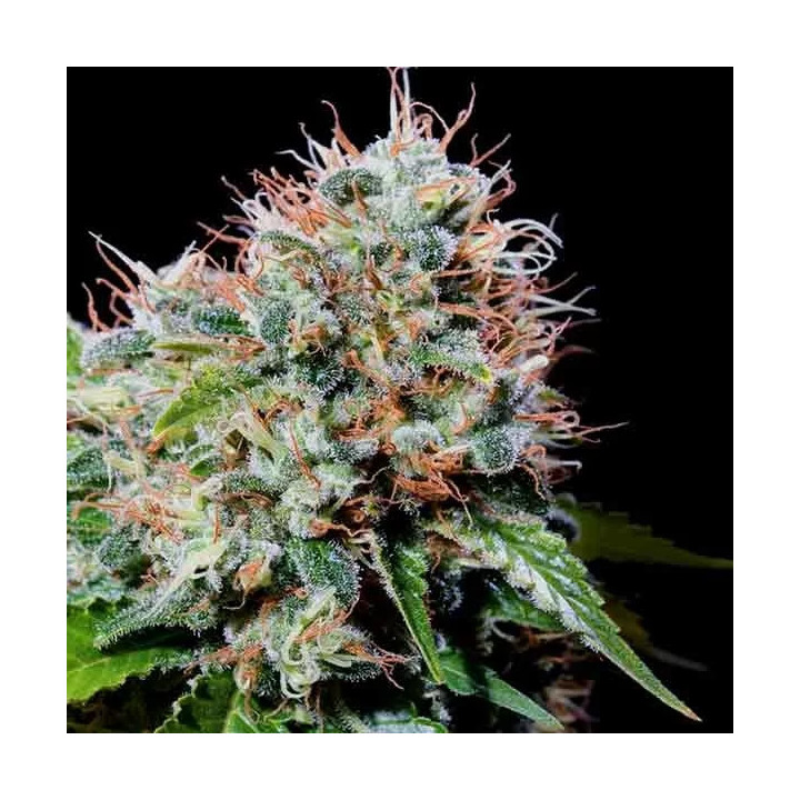 Zuri Widow Feminizada Genehtik Seeds