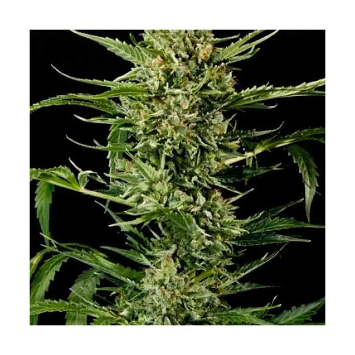 Auto Mass Grass O Matic Autofloreciente