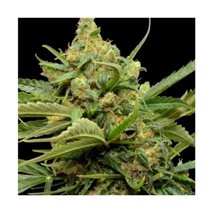 Maxi Gom Grass O Matic Autofloreciente