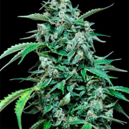  Maxi Haze 【Grass O Matic Autofloreciente】