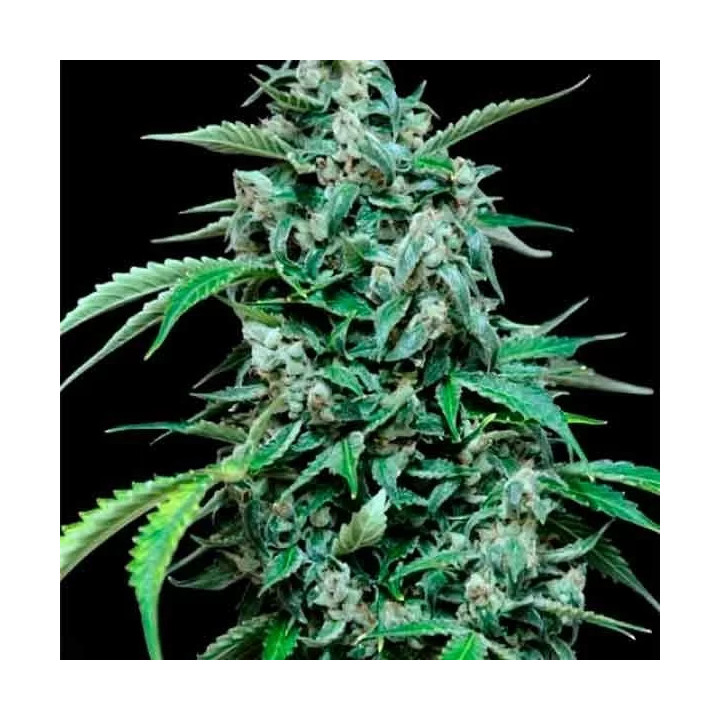 Maxi Haze Grass O Matic Autofloreciente