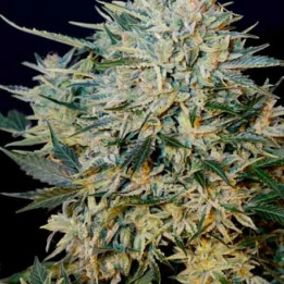  Sugar Gom 【Grass O Matic Autofloreciente】