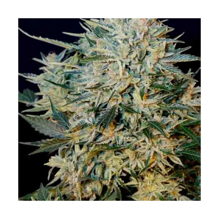 Sugar Gom Grass O Matic Autofloreciente
