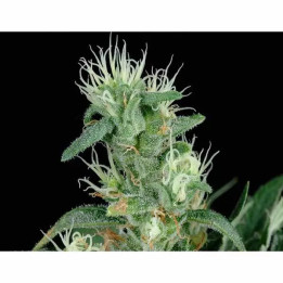 Big Bang Feminizada Green House Seeds
