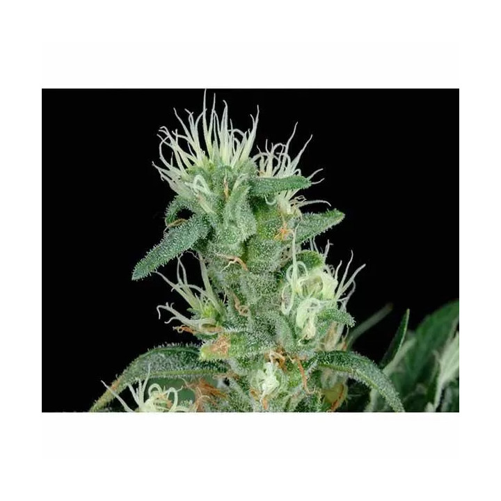  Big Bang Feminizada 【Green House Seeds】