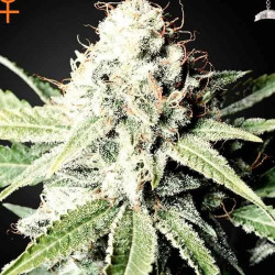 GREAT WHITE SHARK