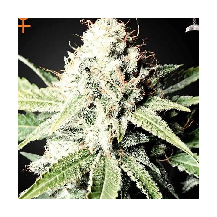  Great White Shark Feminizada 【Green House Seeds】