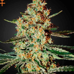 Himalaya Gold