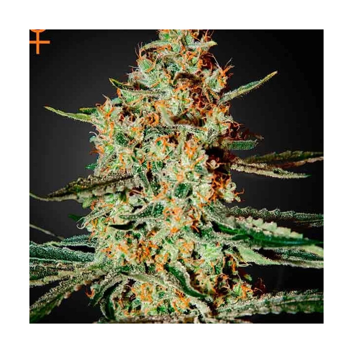 Himalya Gold Feminizada Green House Seeds