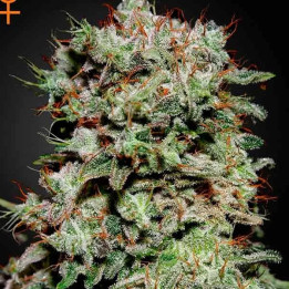 Kalashnikova Feminizada 【Green House Seeds】