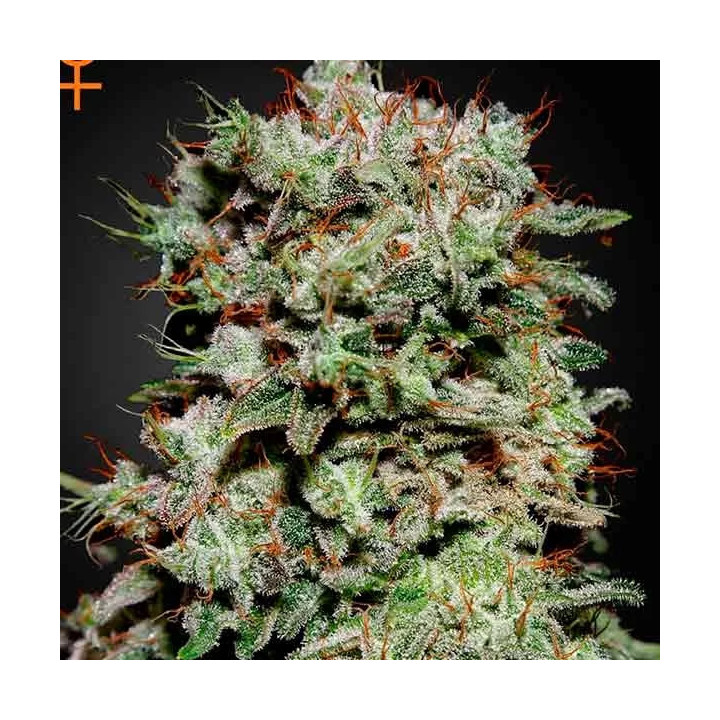 Kalashnikova Feminizada Green House Seeds