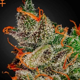 King's Kush Feminizada 【Green House Seeds】