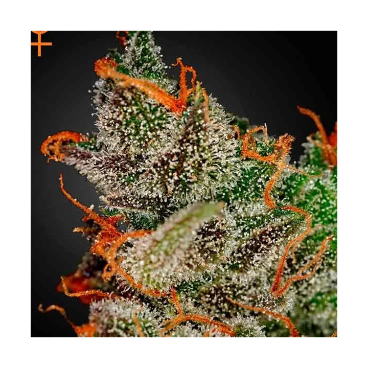 King's Kush Feminizada 【Green House Seeds】