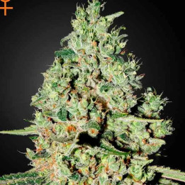  Super Critical Feminizada 【Green House Seeds】