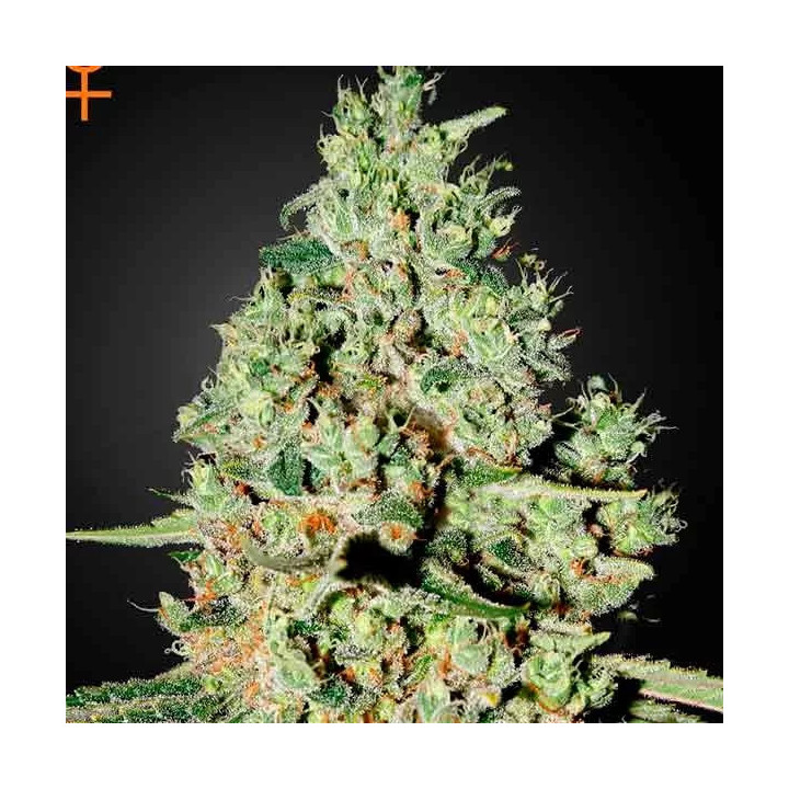  Super Critical Feminizada 【Green House Seeds】
