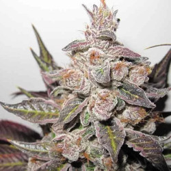 MENDOCINO PURPLE KUSH