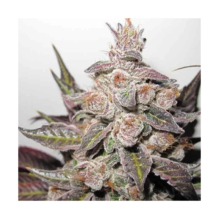Mendocino Purple Kush Feminizada Medical Seeds