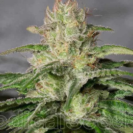 OG Kush CBD Feminizada 【Medical Seeds】