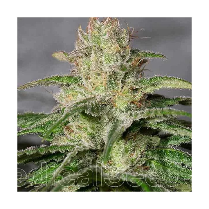 OG Kush CBD Feminizada Medical Seeds