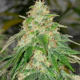 Some Sweet Feminizada 【Medical Seeds】