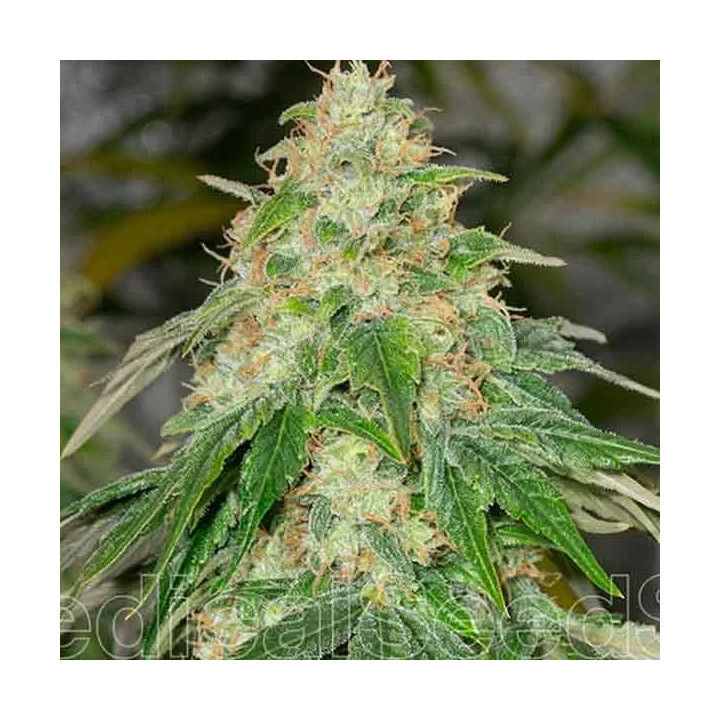 Some Sweet Feminizada Medical Seeds