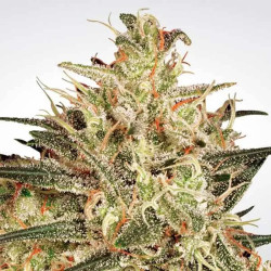 ATOMICAL HAZE